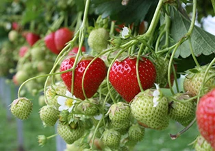 Aardbeientuin