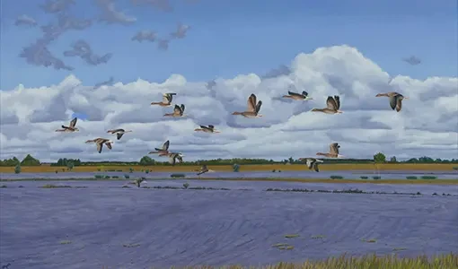 Vlucht ganzen boven IJssel, doek 100x60