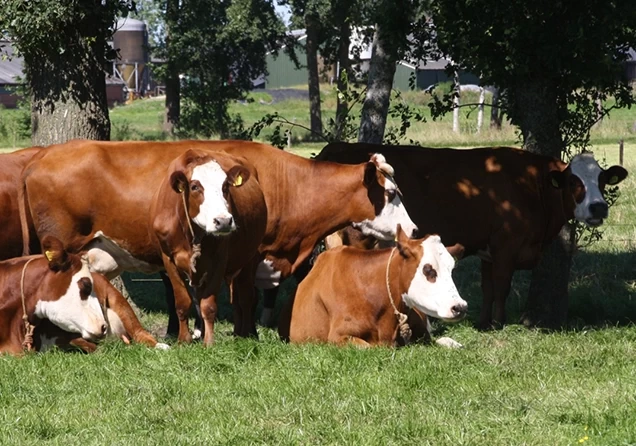 Boerderij Goudbeek blaarkoppen